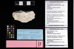 Foto (Objekt + Etikett) von Bopyridae indet.  (NHMW-GEO-2007z0149-0340b)